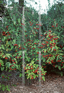 Picture of Viburnum setigerum 