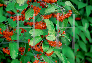 Picture of Viburnum setigerum 