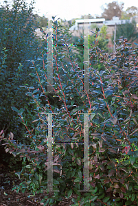 Picture of Vaccinium corymbosum 'Herbert'