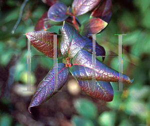 Picture of Vaccinium corymbosum 'Herbert'