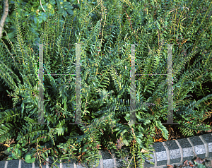 Picture of Polystichum acrostichoides 