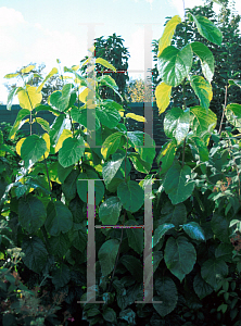 Picture of Calycanthus chinensis 