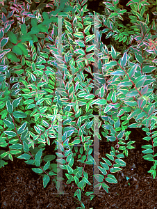 Picture of Hypericum x moserianum 'Tricolor'