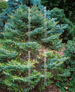 Picture of Picea alcoquiana 