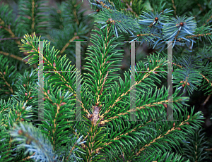 Picture of Picea alcoquiana 