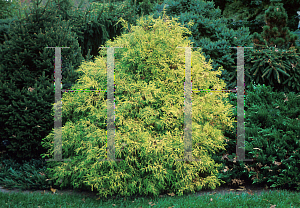 Picture of Chamaecyparis pisifera 'Golden Mop'