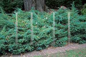 Picture of Juniperus squamata 'Blue Carpet'