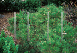 Picture of Pinus resinosa 'Don Smith'