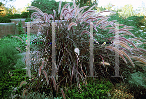 Picture of Pennisetum setaceum 'Rubrum'