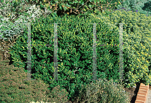 Picture of Buxus sempervirens 'Vardar Valley'