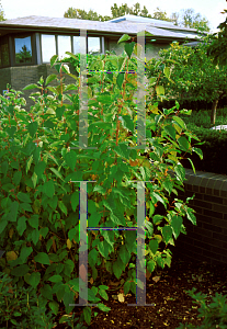 Picture of Cornus stolonifera 