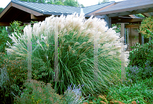 Picture of Miscanthus sinensis 'Sarabande'