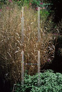 Picture of Panicum virgatum 'Heavy Metal'