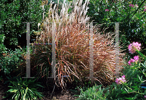 Picture of Miscanthus sinensis 'Purpurascens'