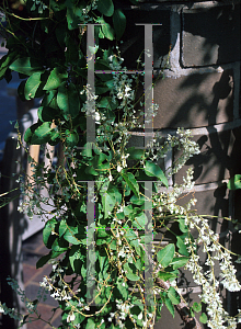 Picture of Polygonum aubertii 