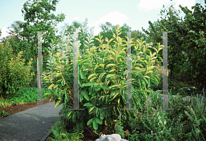 Picture of Hamamelis vernalis 