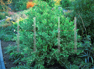 Picture of Chamaecyparis pisifera 'Plumosa Albopicta'