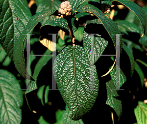 Picture of Viburnum x rhytidophylloides 'Alleghany'