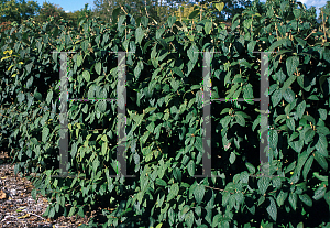 Picture of Viburnum x rhytidophylloides 'Alleghany'