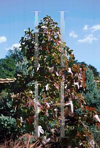 Picture of Liquidambar styraciflua 'Rotundiloba'