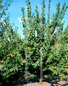 Picture of Prunus armeniaca 'Sweetheart'
