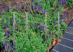 Picture of Veronica spicata 'Nana'