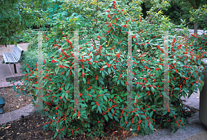 Picture of Ilex verticillata 'Winter Red'