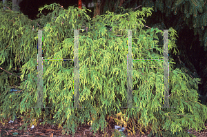 Picture of Chamaecyparis pisifera 'Aurea'