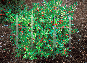 Picture of Ilex  'China Doll'