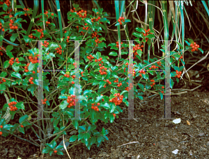 Picture of Ilex x meserveae 'Blue Princess'