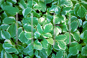 Picture of Aegopodium podagraria 'Variegatum'