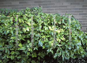 Picture of Rhodotypos scandens 