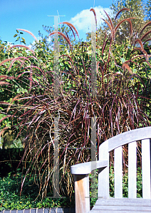 Picture of Pennisetum setaceum 'Rubrum'