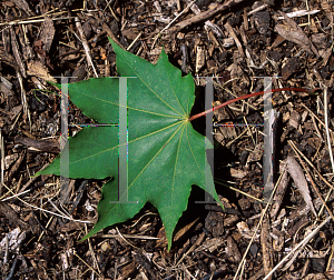 Picture of Acer mono ssp. okamotoanum 