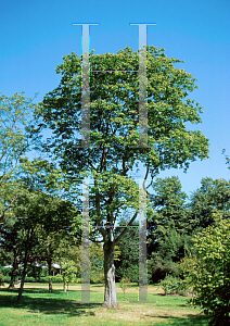 Picture of Acer cappadocicum 