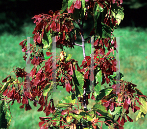 Picture of Acer tataricum 