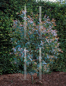 Picture of Eucalyptus nitens 