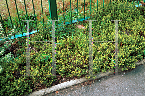 Picture of Hebe buxifolia 'Nana'