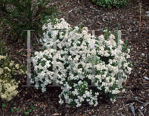 Picture of Olearia x haastii 