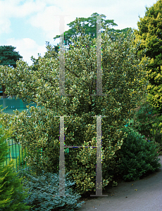 Picture of Ilex aquifolium 'Ferox Argentea'