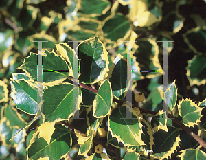 Picture of Ilex aquifolium 'Watereriana'