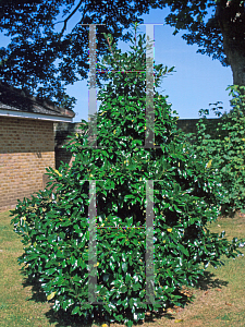 Picture of Ilex x altaclarensis 'Camelliifolia (Wilsonii Holly)'