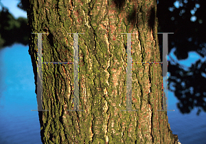 Picture of Alnus glutinosa 