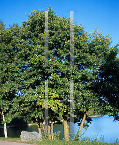 Picture of Alnus glutinosa 