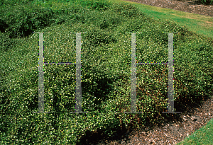 Picture of Muehlenbeckia complexa 