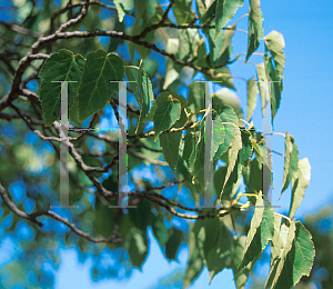 Picture of Acer davidii ssp. grosseri 