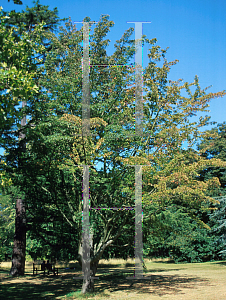 Picture of Acer davidii ssp. grosseri 