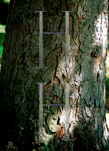 Picture of Acer hyrcanum 