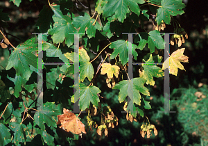 Picture of Acer hyrcanum 