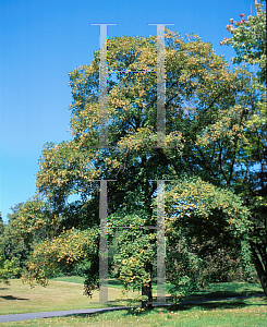 Picture of Acer hyrcanum 